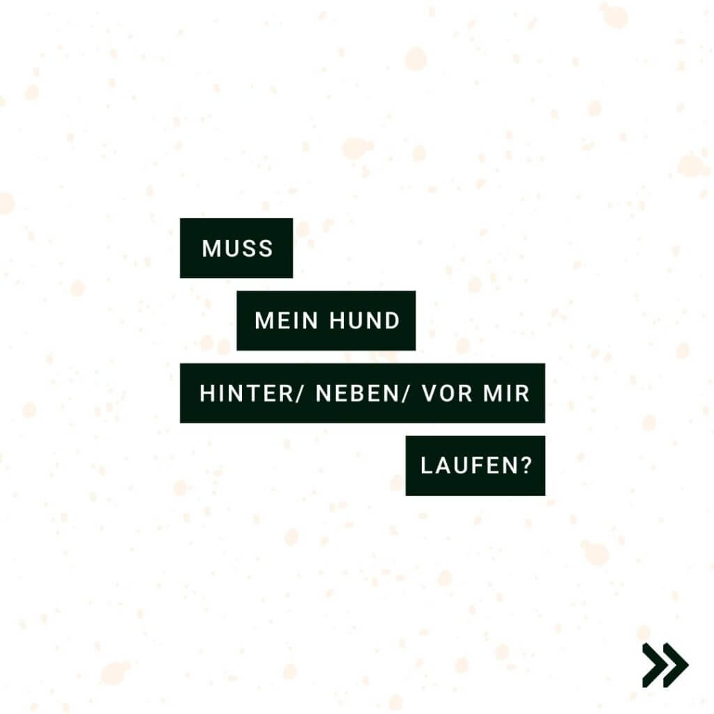 Muss mein Hund hinter mir laufen? | Kompass Hund | Deine Hundeschule Hamburg, Hannover und online