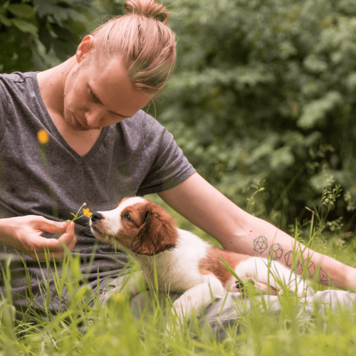 Welpenschule | Kompass Hund | Deine Hundeschule in Hannover, Barsinghausen & Umgebung