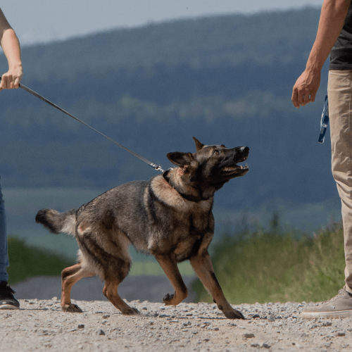 Hund zieht an der Leine zu einem Menschen hin | Kompass Hund | Hundetraining Hannover, Barsinghausen und Umgebung