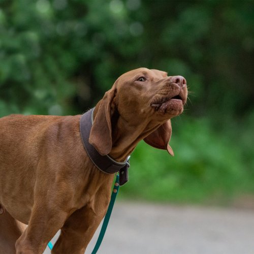 Basiskurs Sicherheit geben | Kompass Hund | Deine Hundeschule in Hannover, Barsinghausen & Umgebung