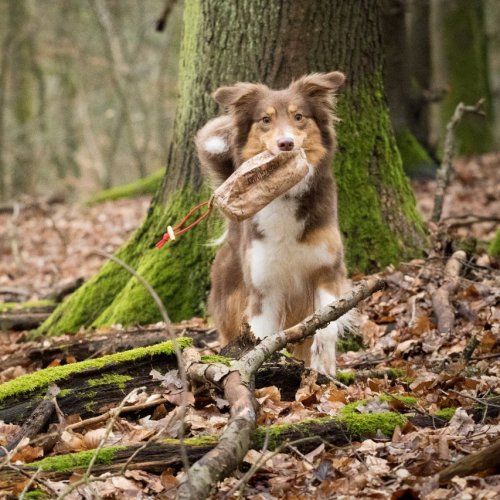 Futterbeuteljagd Workshops | Kompass Hund | Deine Hundeschule Hannover, Barsinghausen und Umgebung