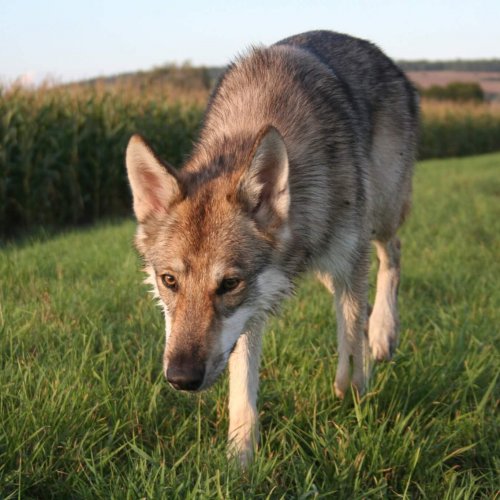 Junghundegruppe | Kompass Hund | Deine Hundeschule Hannover, Barsinghausen und Umgebung