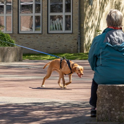 Nature Based Mantrailing Hannover | Kompass Hund | Hundetraining Hannover, Barsinghausen und Umgebung