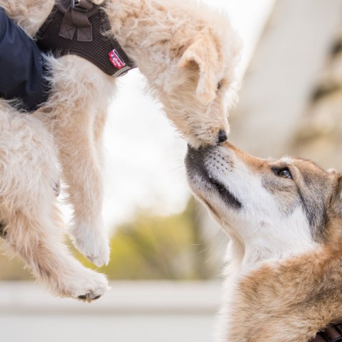 Welpen Spielgruppe | Kompass Hund | Deine Hundeschule Hannover, Barsinghausen und Umgebung