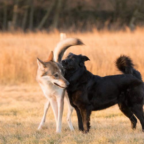 Hundekontakt | Kompass Hund | Deine Hundeschule Hannover, Barsinghausen und Umgebung