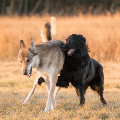 Hunde spielen