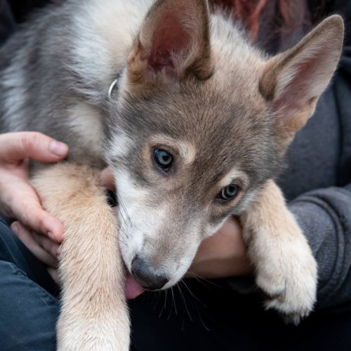 Welpe auf dem Schoß | Kompass Hund | Deine Hundeschule Hannover, Barsinghausen & Umgebung