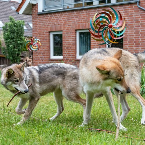 Junghundegruppe | Kompass Hund | Deine Hundeschule Hannover, Barsinghausen und Umgebung