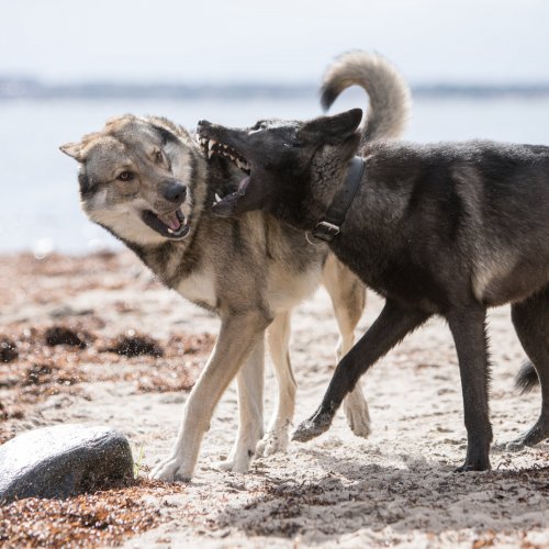 Kompass Hund | Deine Hundeschule Hannover, Barsinghausen und Umgebung