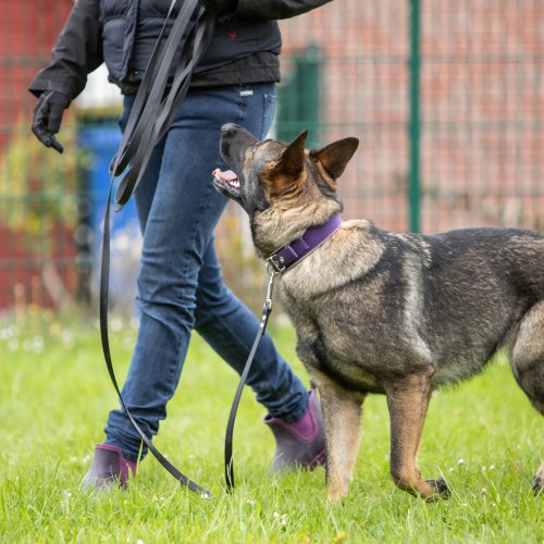 Leinenführung | Kompass Hund | Hundetraining Hannover, Barsinghausen und Umgebung