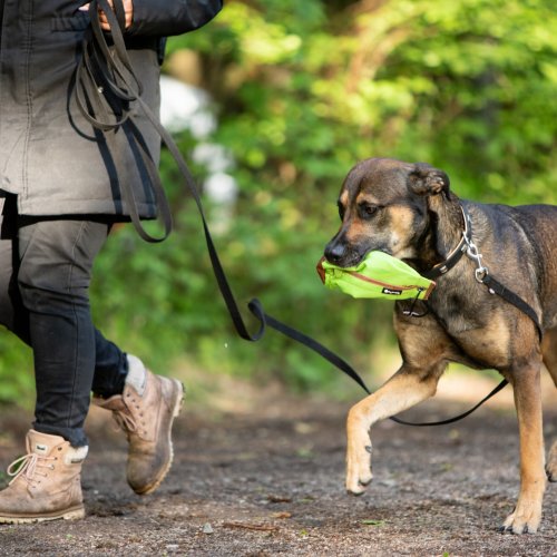 Alltagstraining | Kompass Hund | Deine Hundeschule Hannover, Barsinghausen und Umgebung