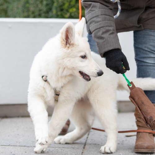 Welpen Erziehungsgruppe | Kompass Hund | Deine Hundeschule in Hannover, Barsinghausen & Umgebung